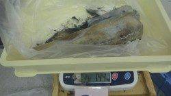 伊古木にてアオリイカ、雨の中エギとアジどちらにも釣れました