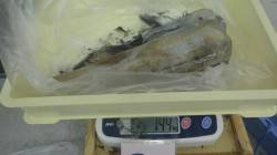 伊古木にてアオリイカ、雨の中エギとアジどち…