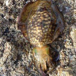 白浜周辺　仲間とのエギング釣行で小型ながらアオリイカ☆