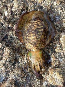 白浜周辺　仲間とのエギング釣行で小型ながらアオリイカ☆