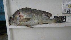 夜釣り釣果でコロダイ60cm〜白浜富田袋地磯のフカセ釣り