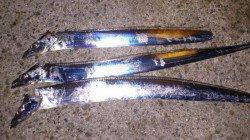 塩田新島　ワインドでタチウオ3本ゲット