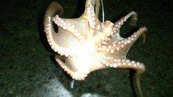 本荘人工島でオクトパッシング開幕！