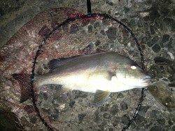 田辺防波堤のちょっとした磯でコロダイ60cm