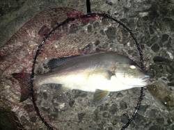 田辺防波堤のちょっとした磯でコロダイ60c…