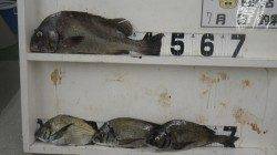 日置川河口　コショウダイ・チヌ釣果