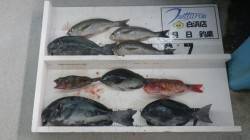 椿地磯にてグレ43.5cm！　自己記録更新…