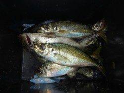 串本萩尾半夜でイサギ30cm前後を36枚、30cm後半の良型混じり