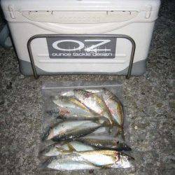 岩屋　深夜のアジング釣行でアジ〜22cm