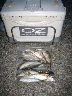 岩屋　深夜のアジング釣行でアジ〜22cm