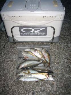 岩屋　深夜のアジング釣行でアジ〜22cm