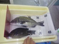 天神崎でチヌとグレの釣果
