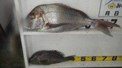 みなべ沖磯大島にて夜釣りでマダイ70.5cm&コロダイ40cm