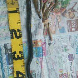 武庫川河口でハゼの釣果、ウナギも釣れました♪