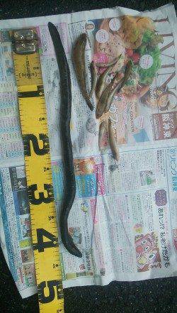 武庫川河口でハゼの釣果、ウナギも釣れました♪