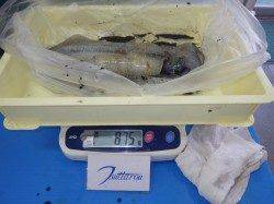 すさみのエギングでアオリイカ釣果ありました