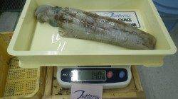 太地でヤエン釣り〜冷凍アジでアオリイカ４杯