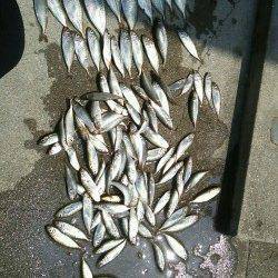 豆鯵を狙いに鳴尾新波止へ〜表層で豆アジ入れ食い