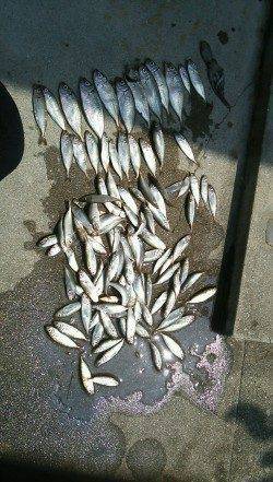 豆鯵を狙いに鳴尾新波止へ〜表層で豆アジ入れ食い