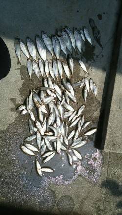 豆鯵を狙いに鳴尾新波止へ〜表層で豆アジ入れ…