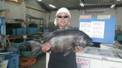 田辺市天神崎でイシダイ上がりました！！！5…