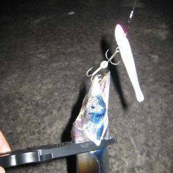 生穂　メーカー主催大会に参加　ワインドでタチウオ80.5cm☆