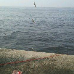 豆鯵を狙いに鳴尾新波止へ〜表層で豆アジ入れ食い