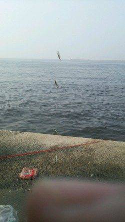 豆鯵を狙いに鳴尾新波止へ〜表層で豆アジ入れ食い