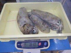 鹿島の半夜釣りでアオリイカ〜エギングでの釣果です