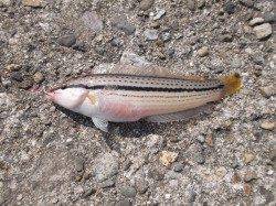 本荘人工島赤灯台の近く内向きで投げ釣り〜ベラ・アイナメ