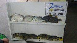 みなべ森の鼻でフカセ釣り〜ヘダイ・アイゴ・カワハギ