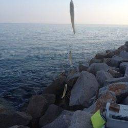 淡路島・鳥飼周辺でちょい投げ、キス〜23cm55匹