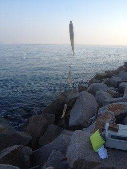 淡路島・鳥飼周辺でちょい投げ、キス〜23cm55匹