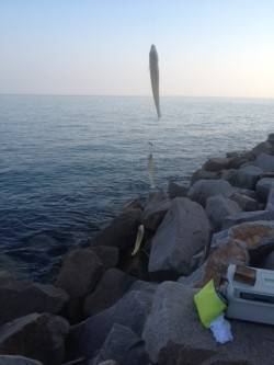 淡路島・鳥飼周辺でちょい投げ、キス〜23c…