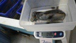 椿でヤエン釣にてアオリイカ3杯