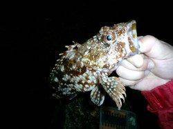 竹野港　メバリング釣行で良型ガシラゲット☆