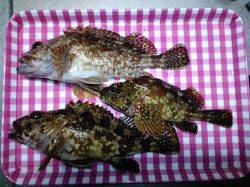 竹野港　メバリング釣行で良型ガシラゲット☆