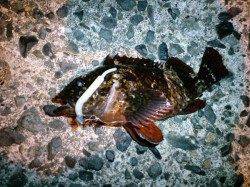 久美浜　渋い状況でのアジング釣行