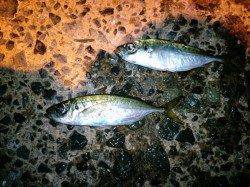 久美浜　渋い状況でのアジング釣行