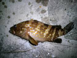 柴山港周辺でアジング〜アジのほかボトムを狙…