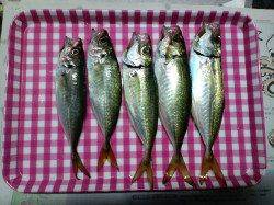 柴山港周辺でアジング〜アジのほかボトムを狙ってアコウをGET