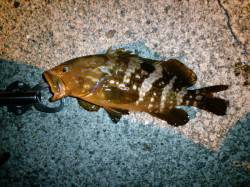 田結漁港にてマゴチを狙うもアコウ・ガシラの…