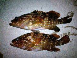 柴山港周辺　ボトム付近をずる引きしてアコウとガシラ