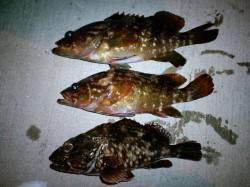 柴山港周辺　ボトム付近をずる引きしてアコウ…