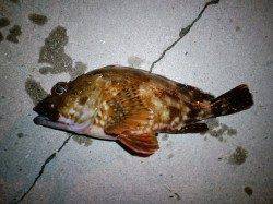 居組港にて夕涼みの釣行でガシラとタコをゲット