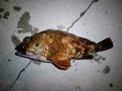 居組港にて夕涼みの釣行でガシラとタコをゲッ…