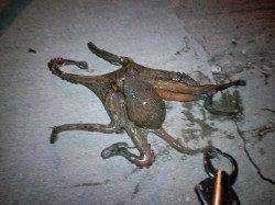 居組港にて夕涼みの釣行でガシラとタコをゲット