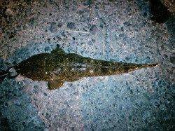 箱石周辺フラットフィッシュ狙いでマゴチがヒット