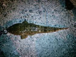 箱石周辺フラットフィッシュ狙いでマゴチがヒ…