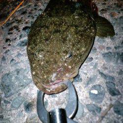 箱石周辺フラットフィッシュ狙いでマゴチがヒット